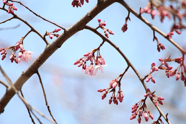 5114-祇園枝垂れ桜　開花！.jpg